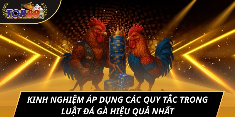 Kinh nghiệm áp dụng các quy tắc trong luật đá gà hiệu quả nhất